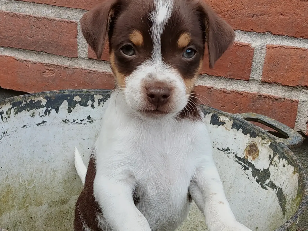 Billede 8 - Baby Rottehund