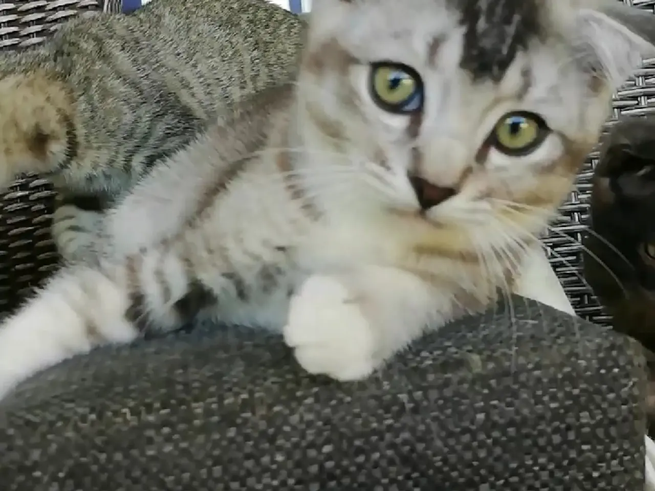 Billede 14 - Grey – en høflig og kærlig Scottish Fold han søger