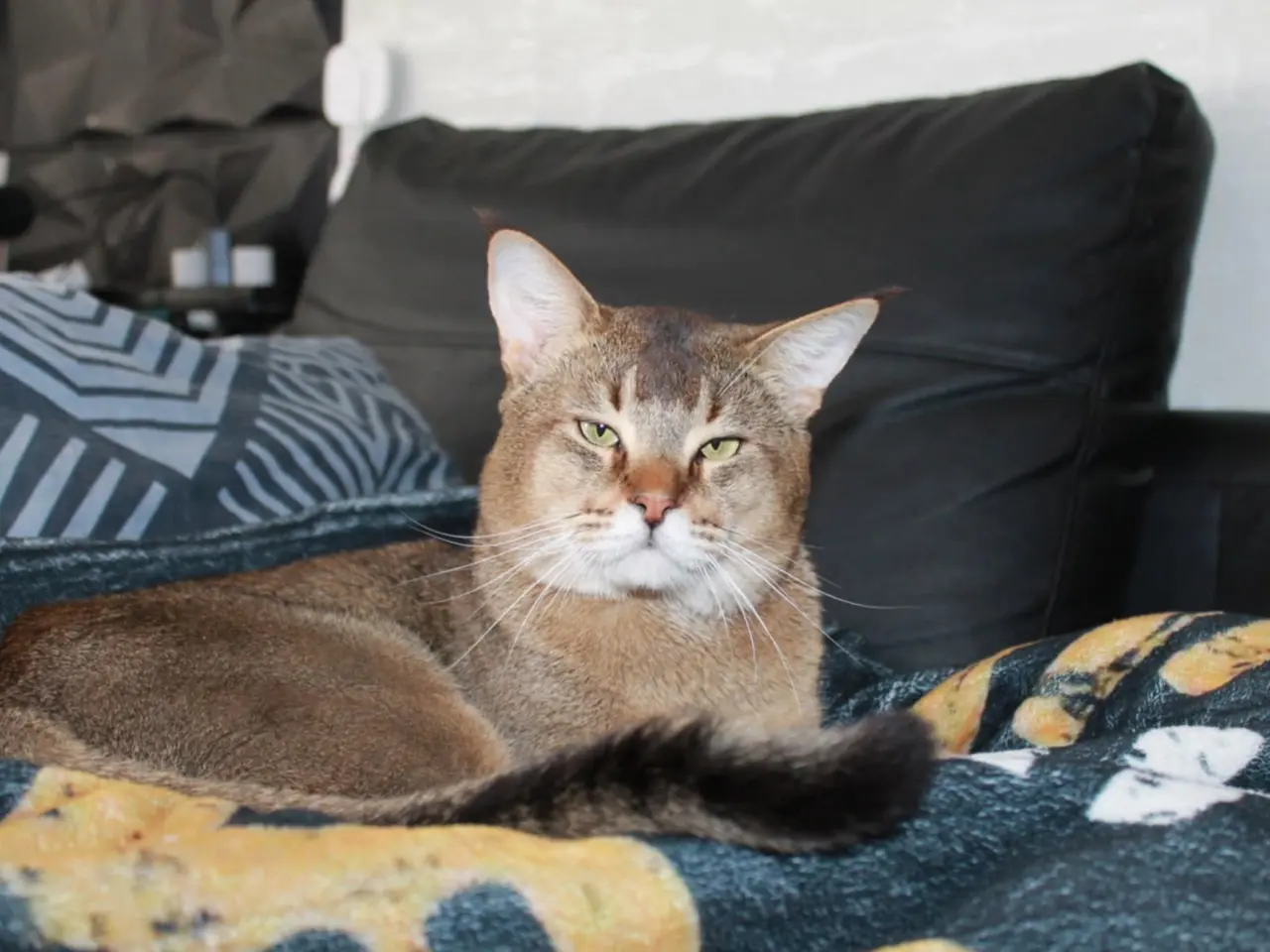 Billede 5 - Smuk Chausie F6 hankat