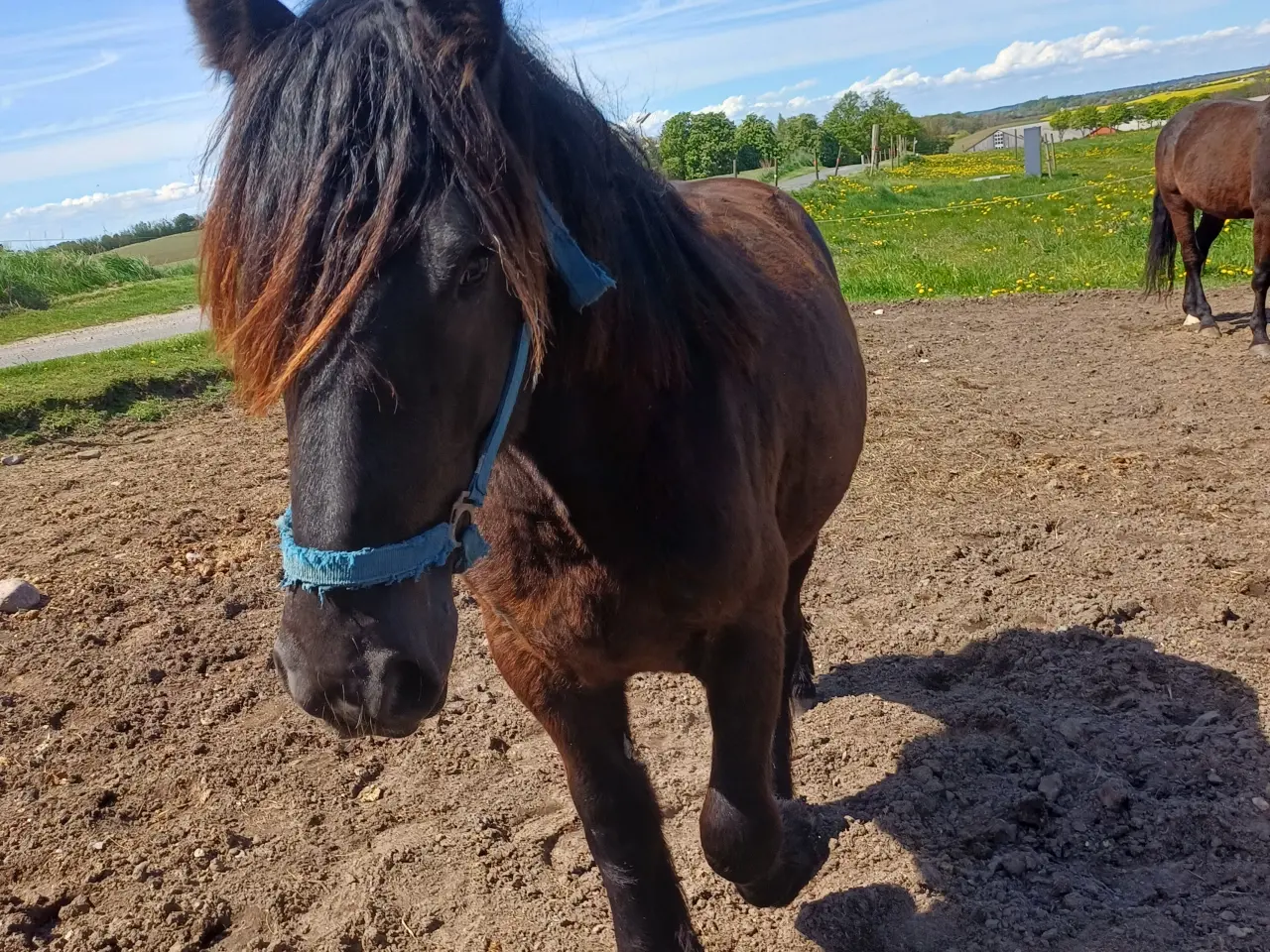 Billede 4 - 2årig Jyskhest hingst sælges