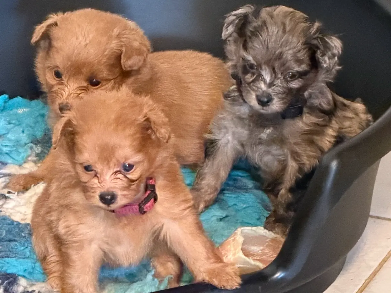 Billede 3 - Små skønne Pomapoo hvalpe ❤️🐾