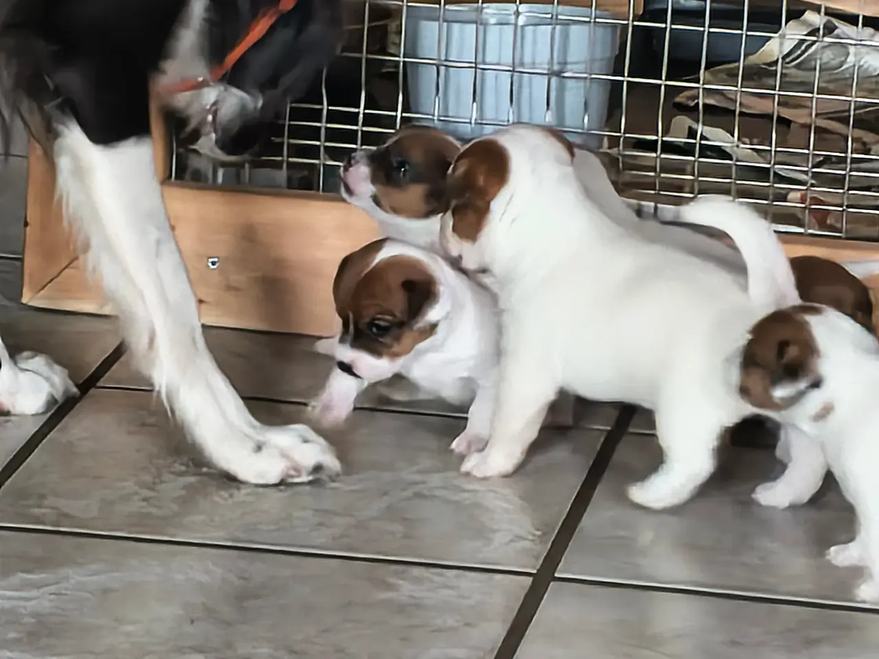 Billede 8 - Jack Russell Terrier hvalpe