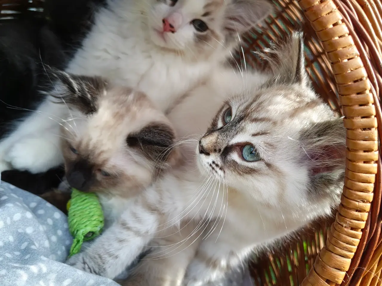 Billede 10 - Ragdoll  far- Ragdoll-Skovkat mor.