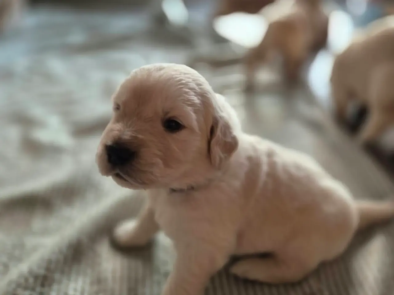 Billede 6 - Kun 4 skønne Golden Retriever hanner tilbage søger