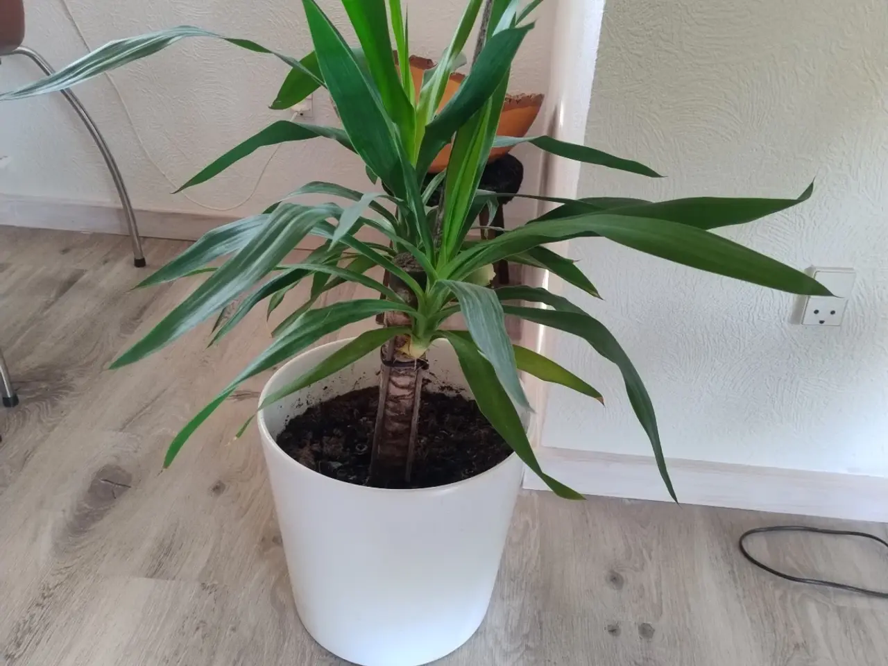 Billede 4 - 9 store stueplanter med potter 