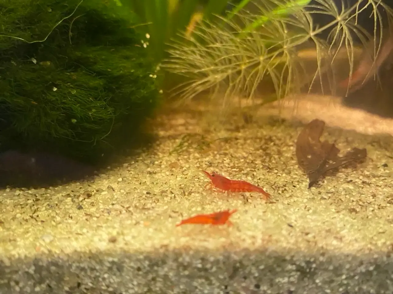Billede 1 - Cherry Shrimp Neocaradina