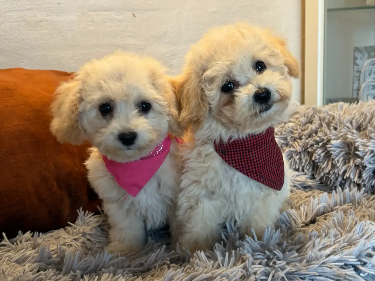 Billede 3 - smukkeste små mini Maltipoo babyer