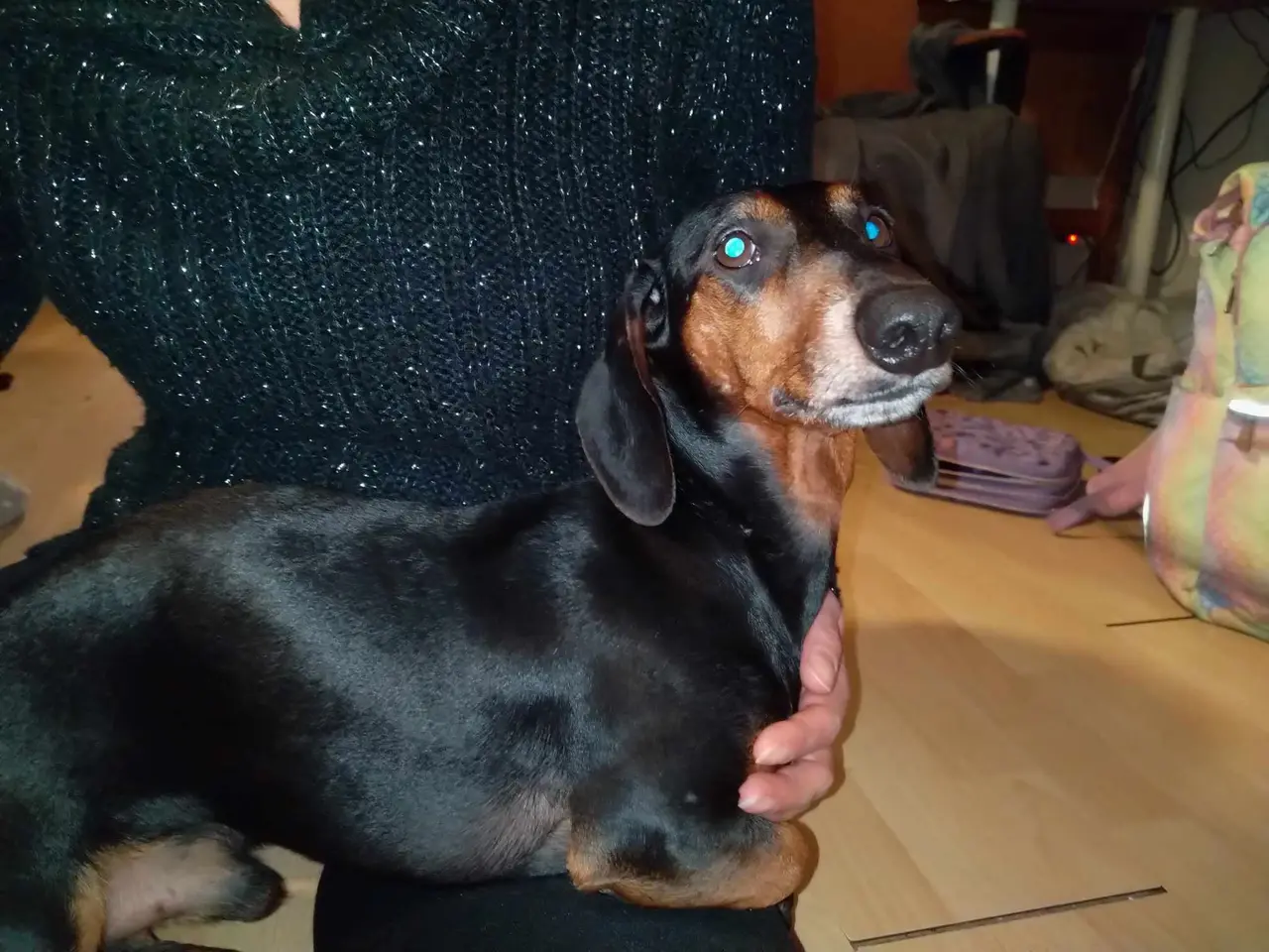 Billede 4 - Standard Korthåret Gravhunde