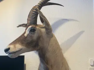 Udstoppet Roan Antilope