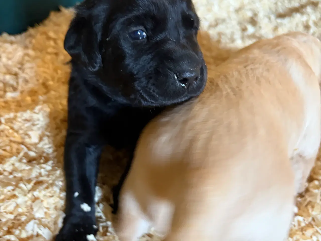Billede 9 - Labrador Hundehvalpe 2 stk tilbage