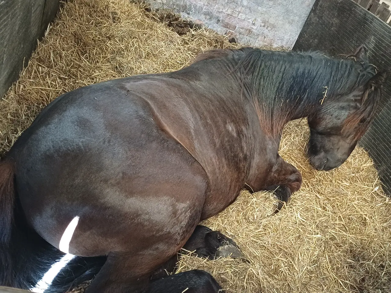 Billede 6 - 2årig Jyskhest hingst sælges