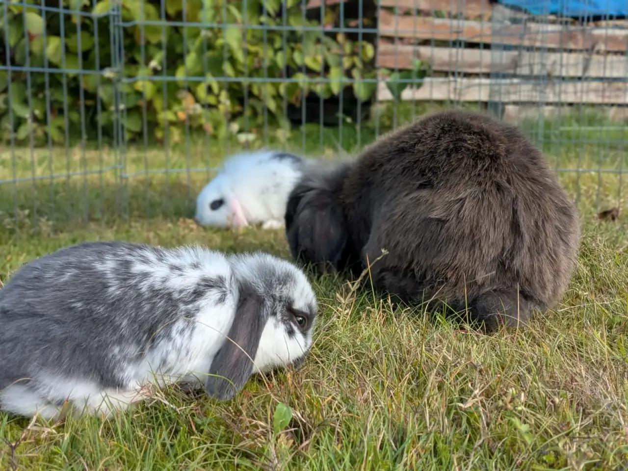 Billede 9 - Mini-lop kaninunger