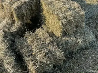 Hø