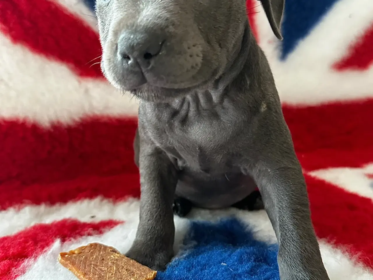Billede 4 - De lækkereste staffordshire Bull terrier hvalpe🐾