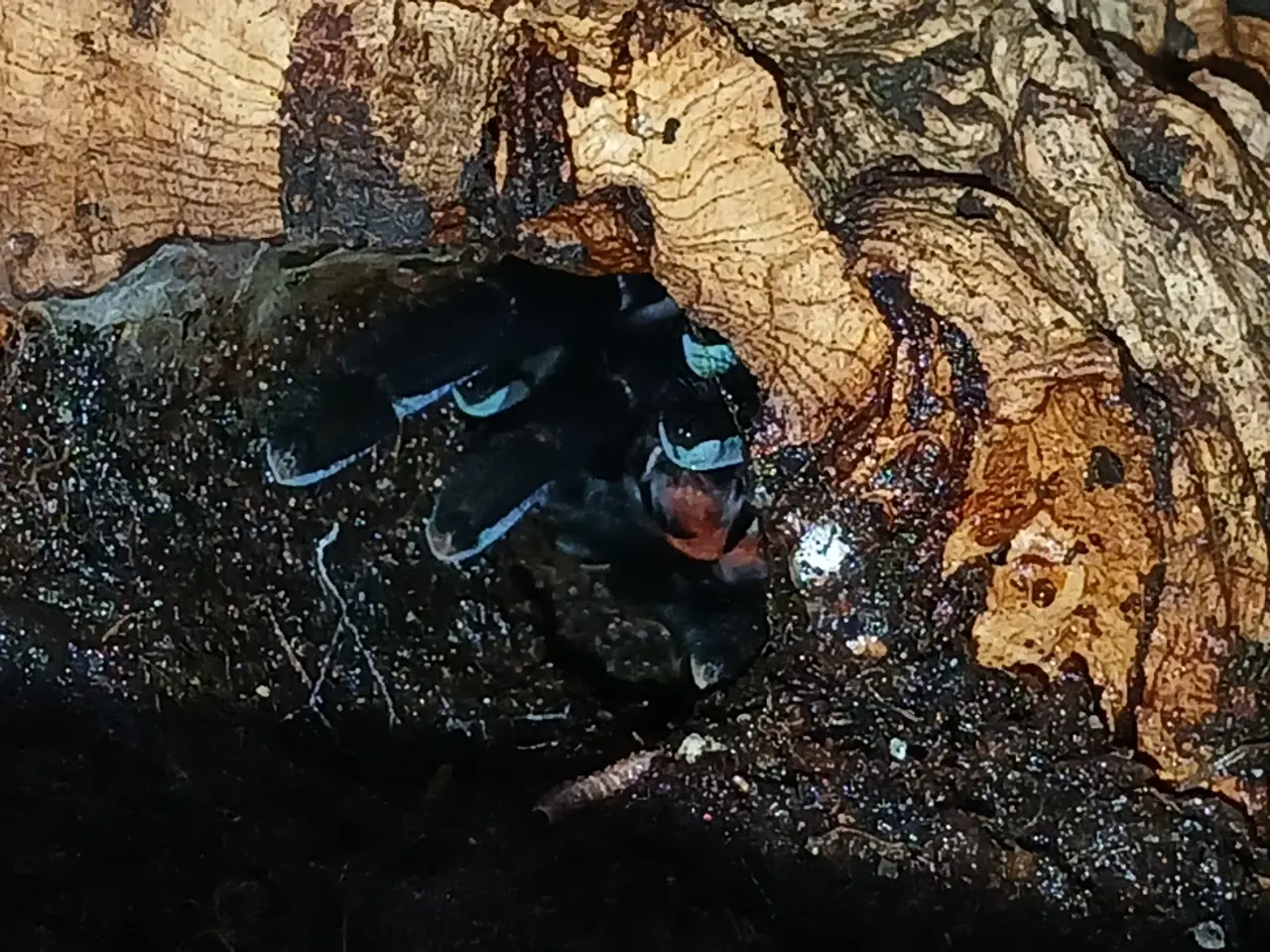 Billede 3 - Edderkop Cyriopagopus Sp. Hati Hati 