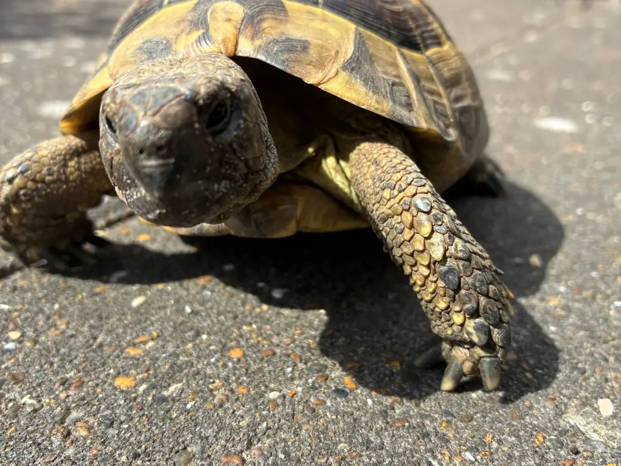 Billede 2 - Græske Landskildpadde han- Leo