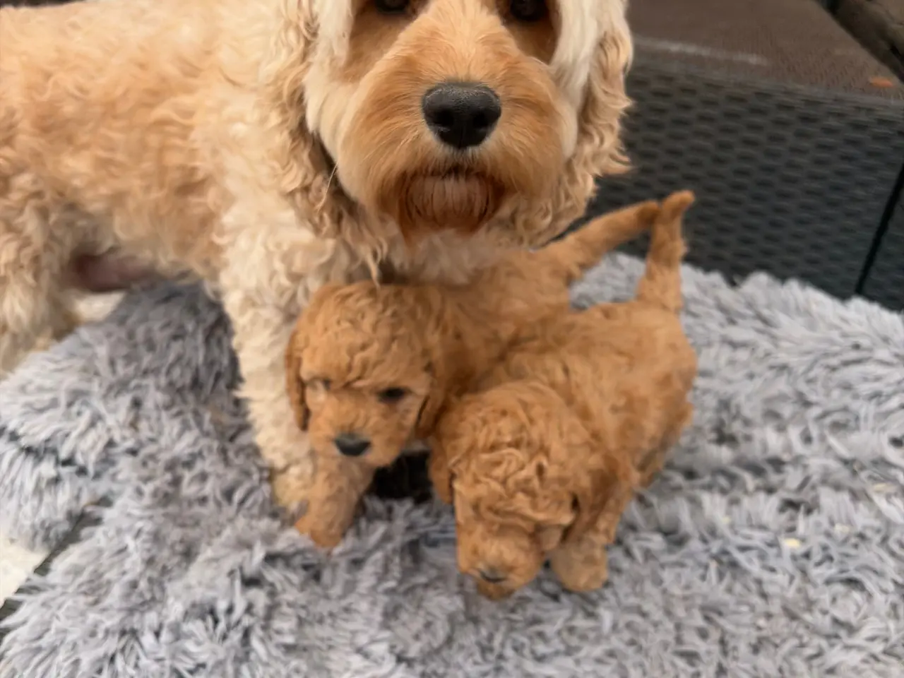 Billede 14 - 2 smukke Cavapoo drenge
