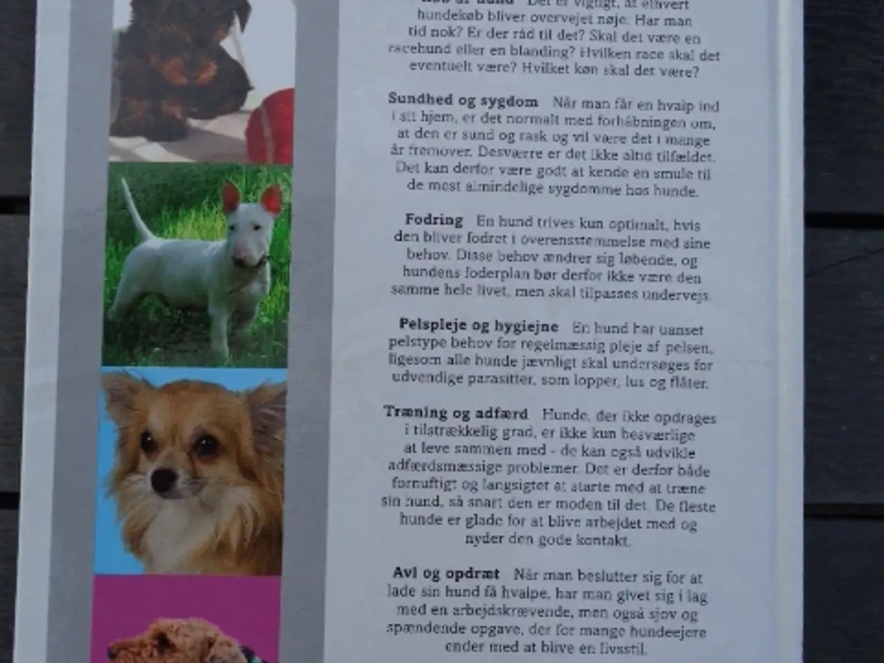 Billede 3 - Hunde