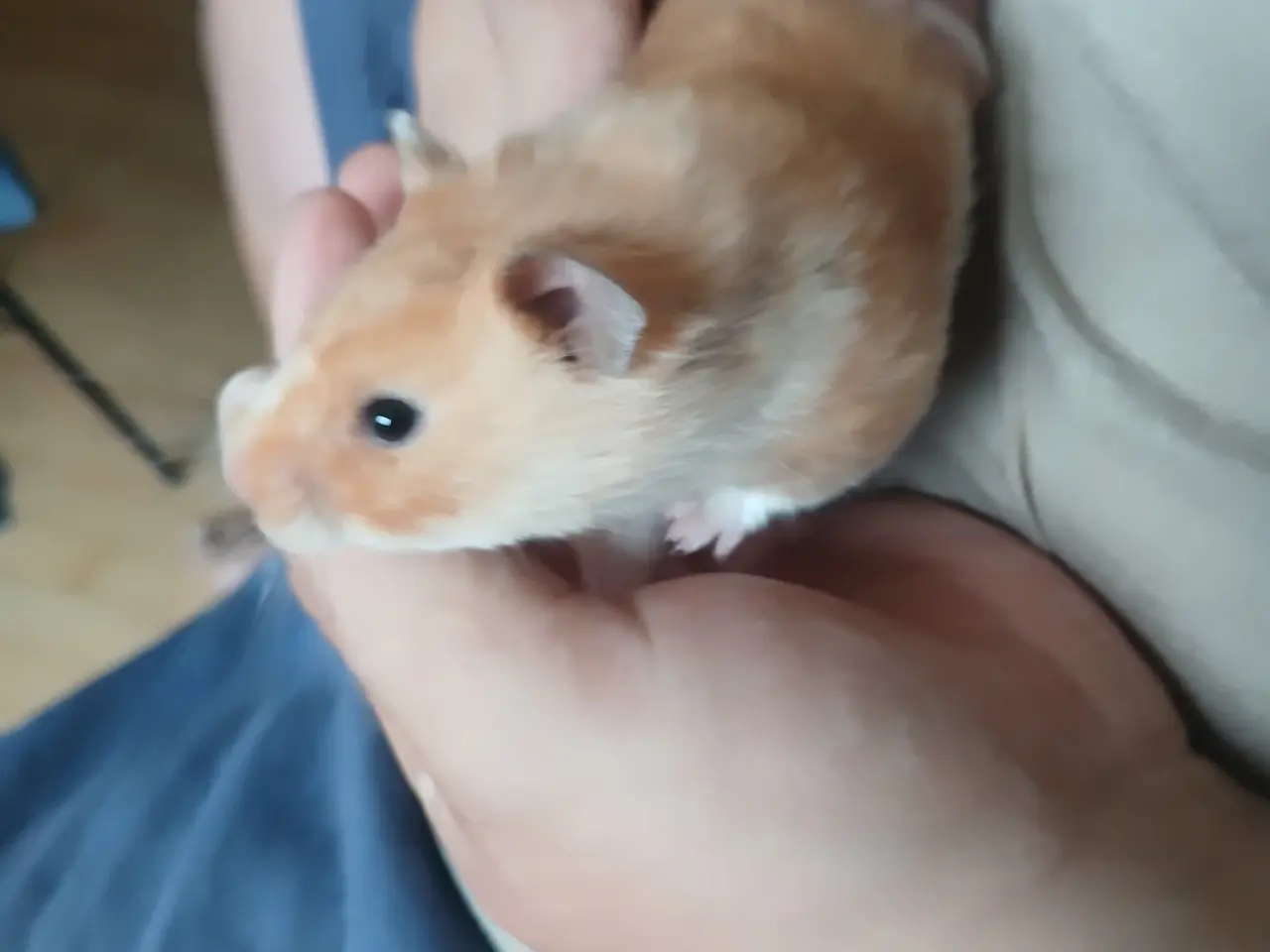 Billede 1 - Hun guldhamster med bur