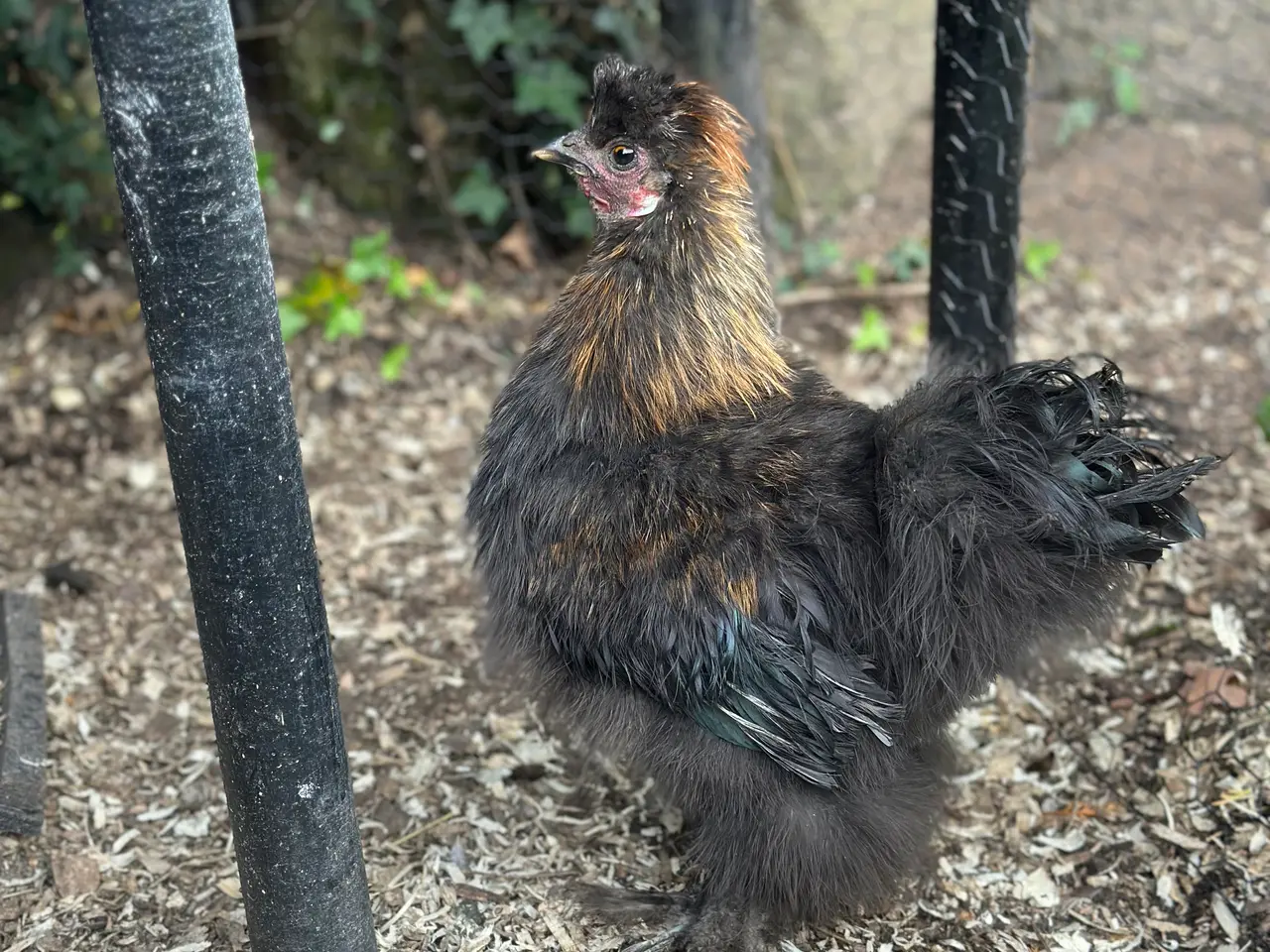 Billede 4 - Silkie hane til afhentning