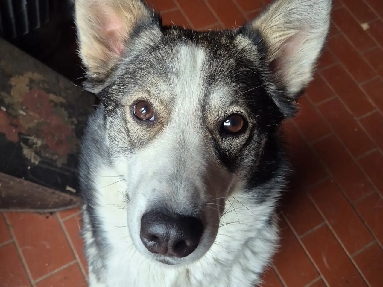 Billede 2 - Husky/ Border collie