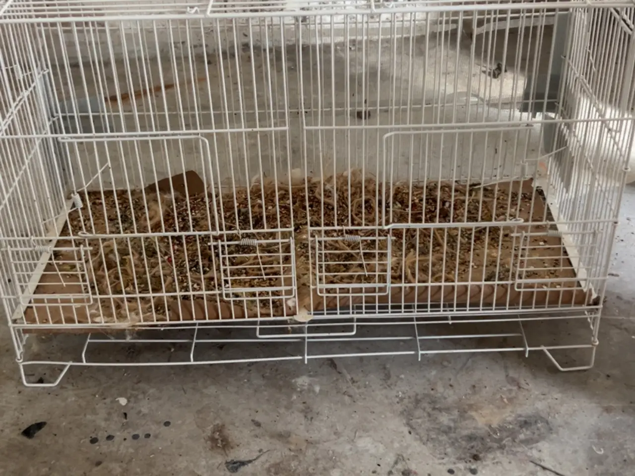 Billede 6 - Finde brune kanariefugle 150kr pr stk
