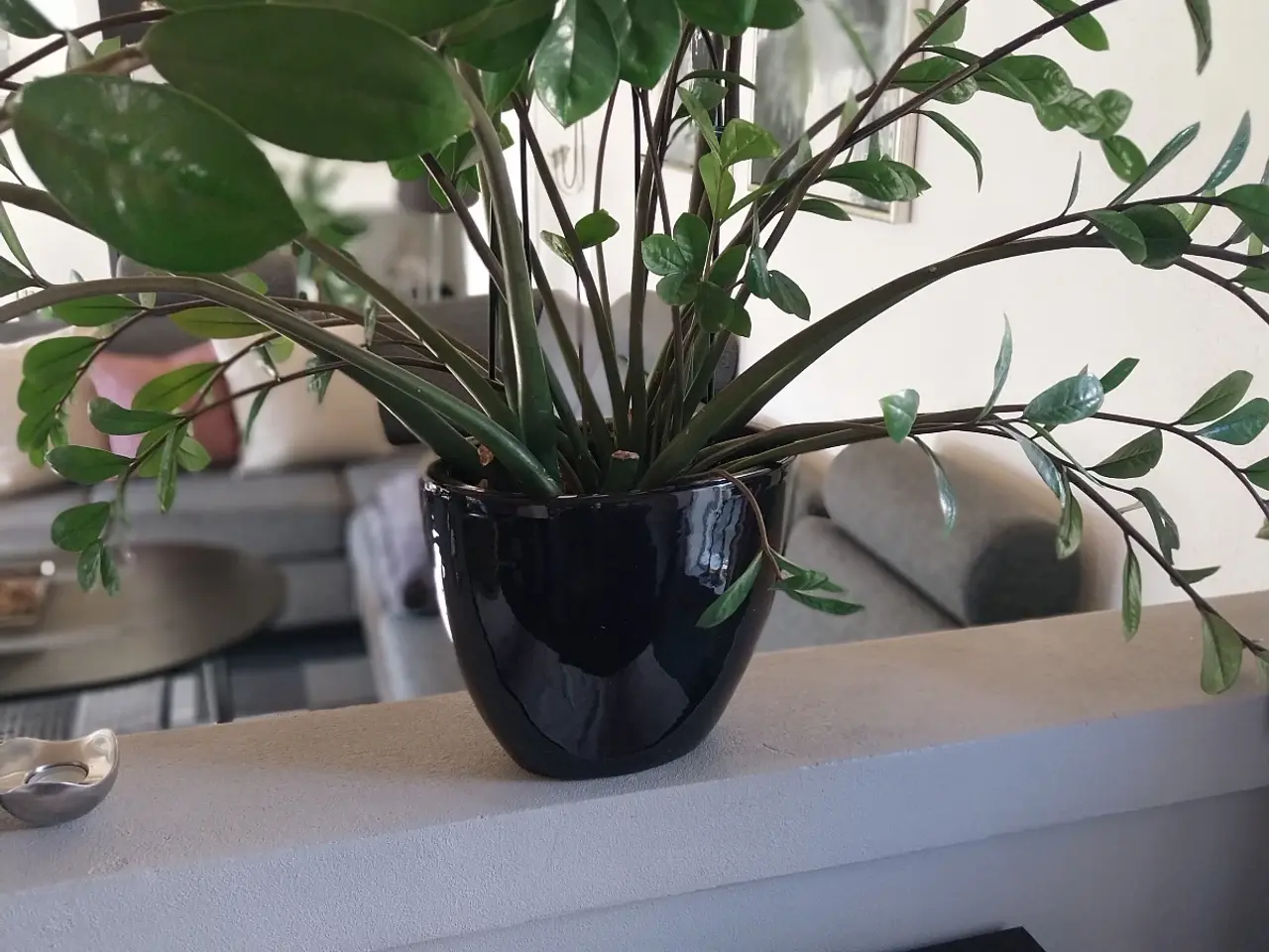 Billede 3 - Afhentningstilbud - stuepante i sort oval potte