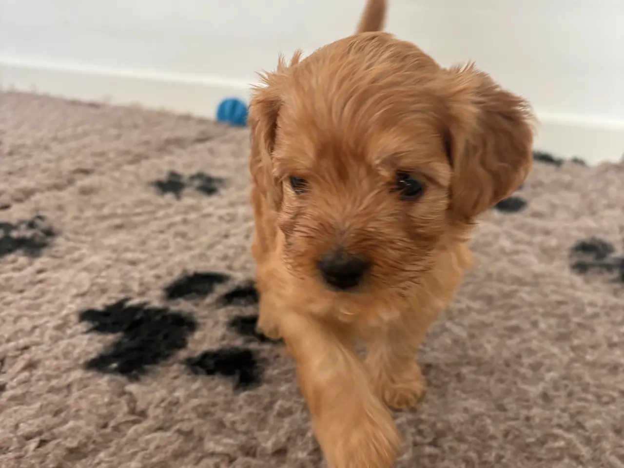 Billede 9 - Doodle hundehvalpe til salg🐶