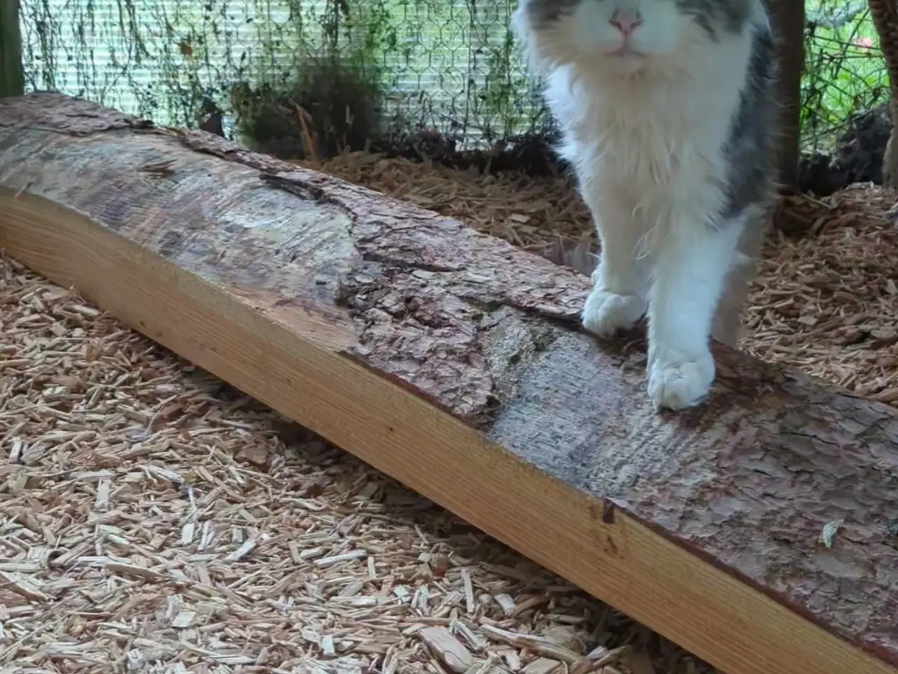 Billede 5 - En voksen Maine coon han