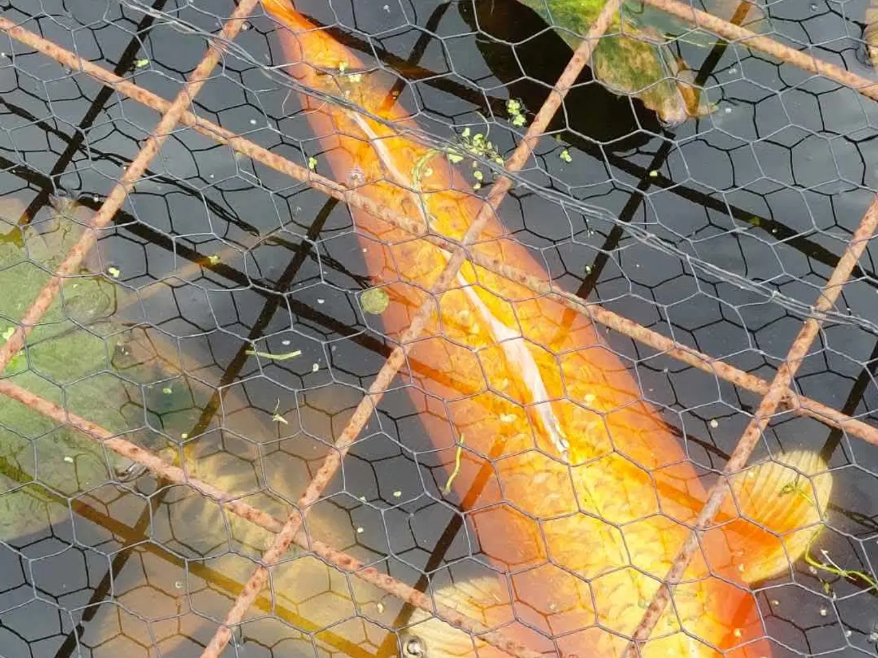 Billede 3 - Koi karper