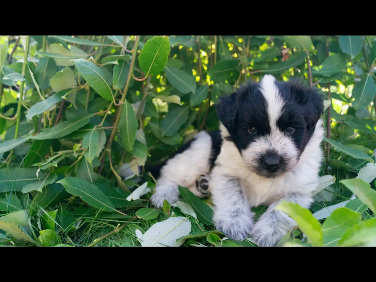 Billede 9 - Samojede/schapendoes hvalpe🐾