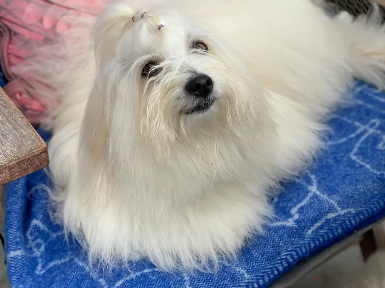 Billede 5 - Coton de Tulear med DKK stamtavle