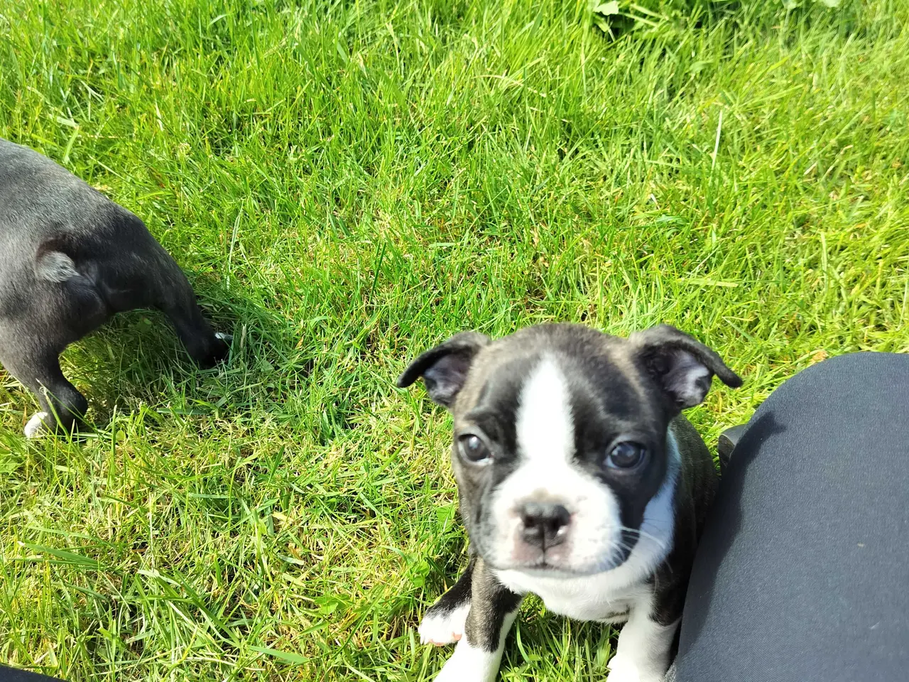 Billede 7 - Boston terrier