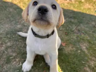 Arlo og Marley🐶
