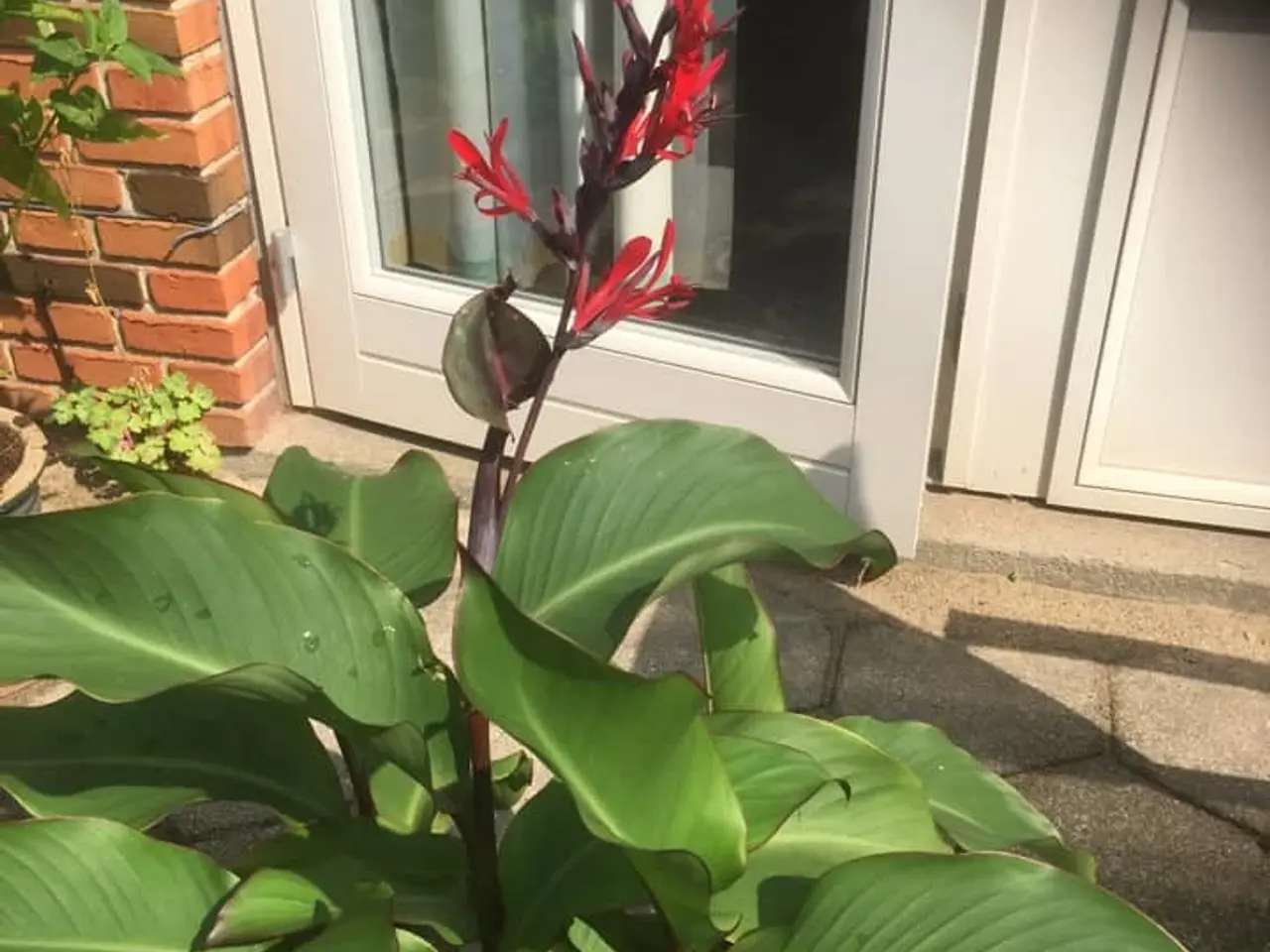 Billede 7 - 40 Canna Frø inkl. levering. Nemme at gro.