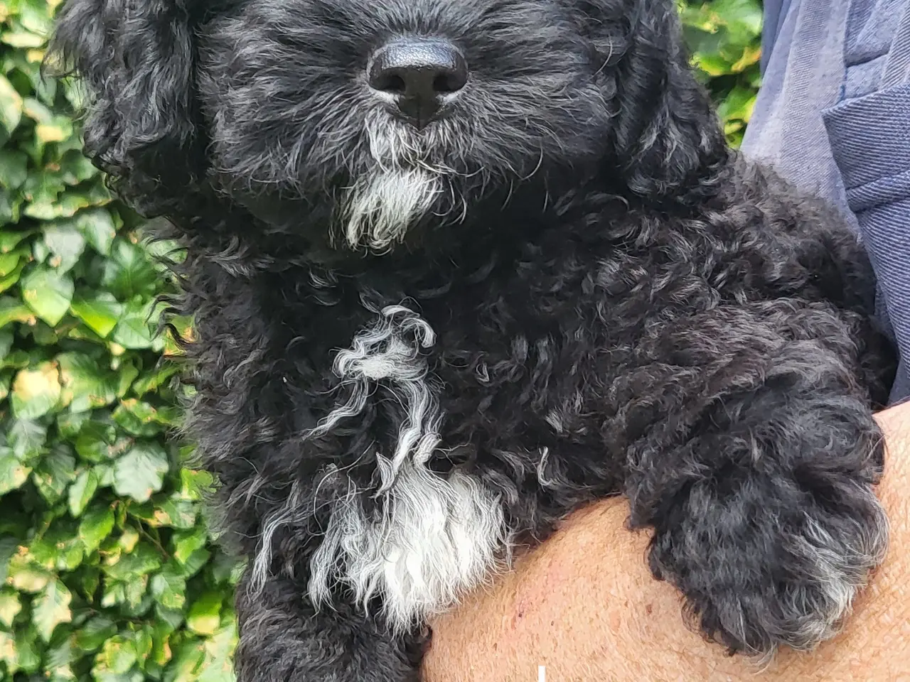 Billede 6 - Shih poo