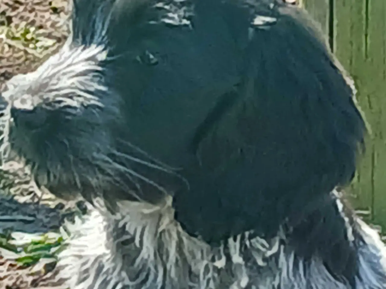 Billede 19 - Cockador hvalpe