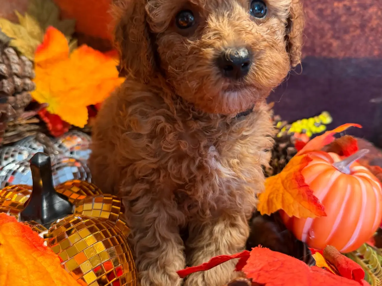 Billede 3 - Skønne mini Maltipoo hvalpe