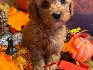 Skønne mini Maltipoo hvalpe - 4