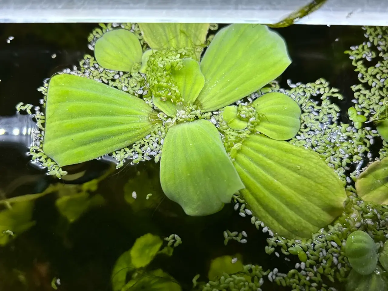 Billede 3 - 🌿 Levende akvarieplanter – 2 stk. GLS