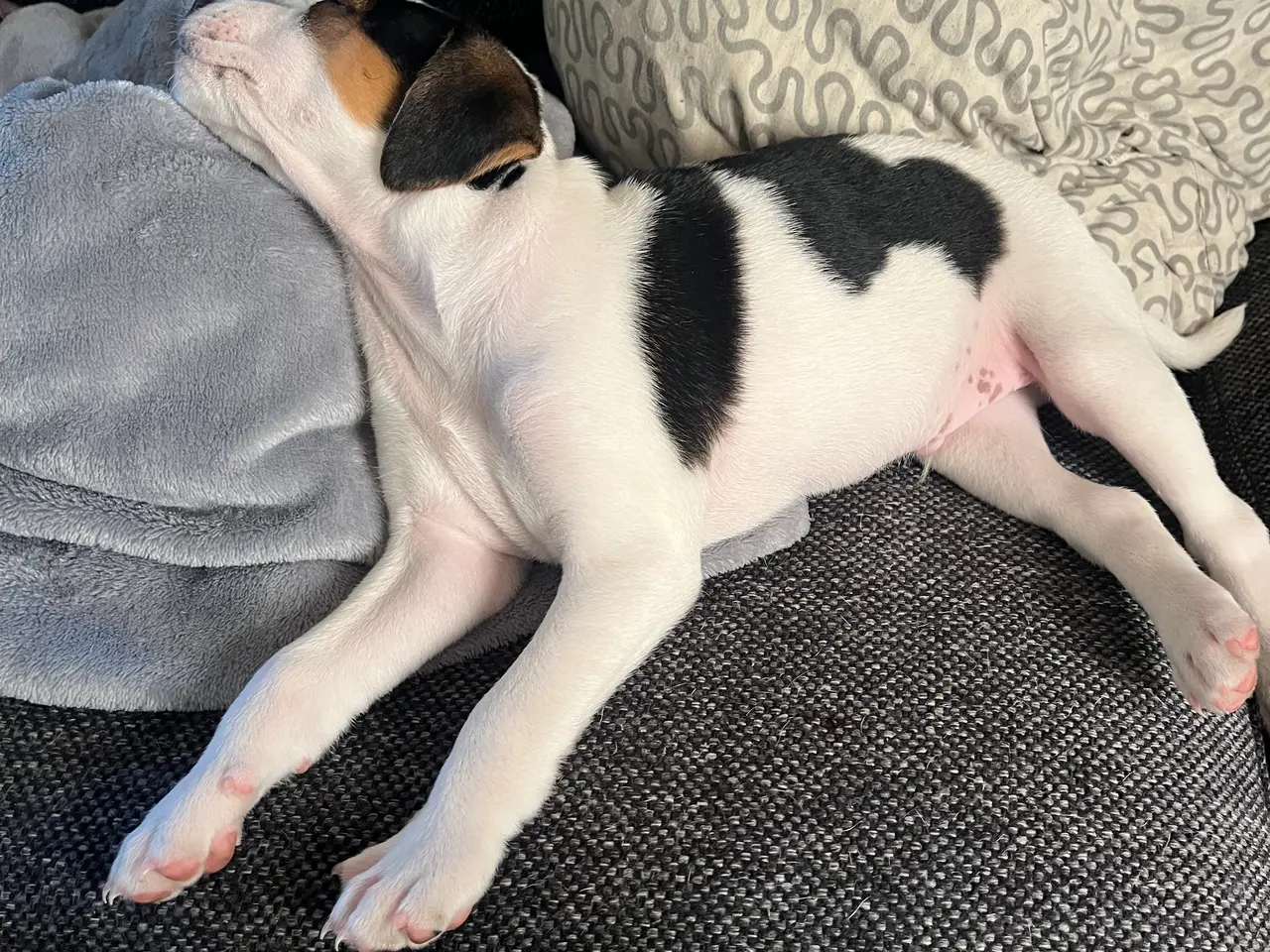 Billede 2 - Dsg/ Jack russel