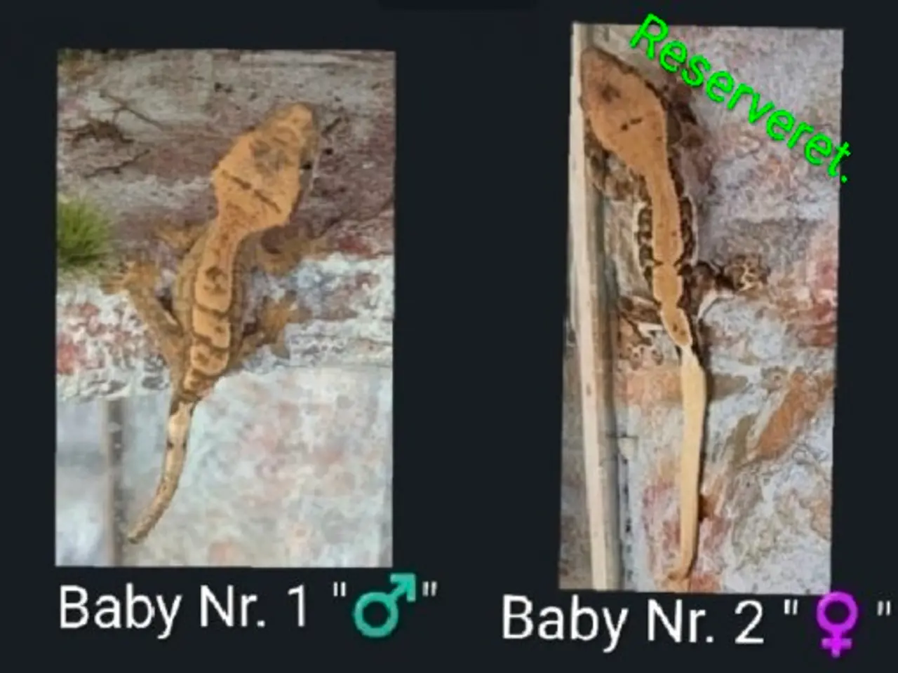 Billede 2 - Kronegekko babyer sælges 