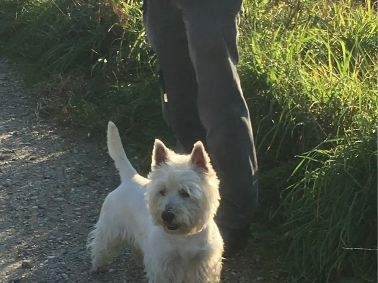 Billede 7 - Cairn terrier /Westie hvalpe sælges
