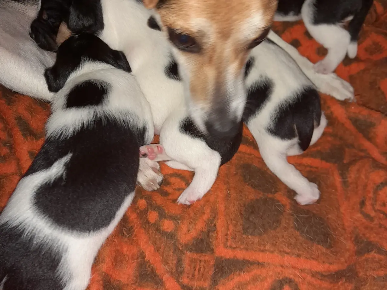 Billede 1 - Hund 