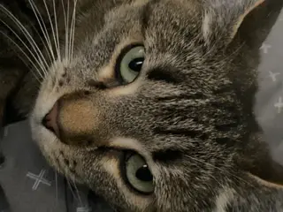 Huskat som er 4 år