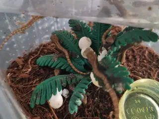 Jomfru gekko unger
