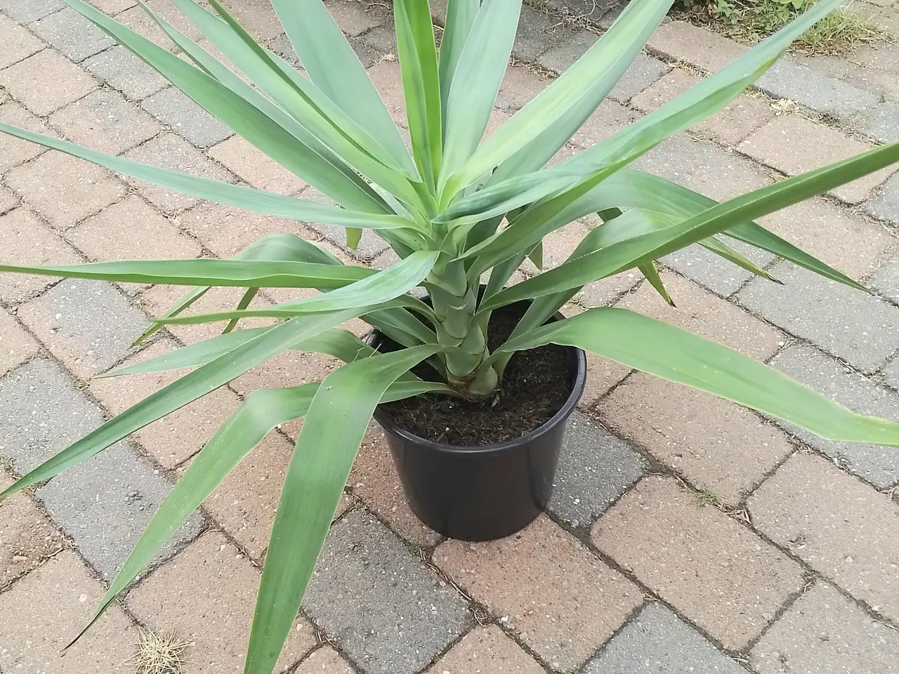 Billede 1 - Palme, Yucca ca. 50 cm høj kan hentes for 50 kr.