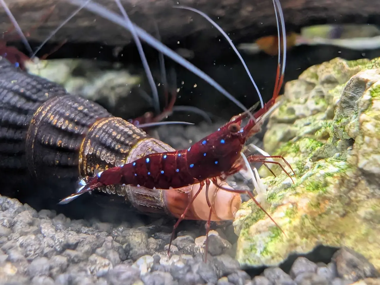 Billede 2 - Kardinalreje - Caridina Dennerli