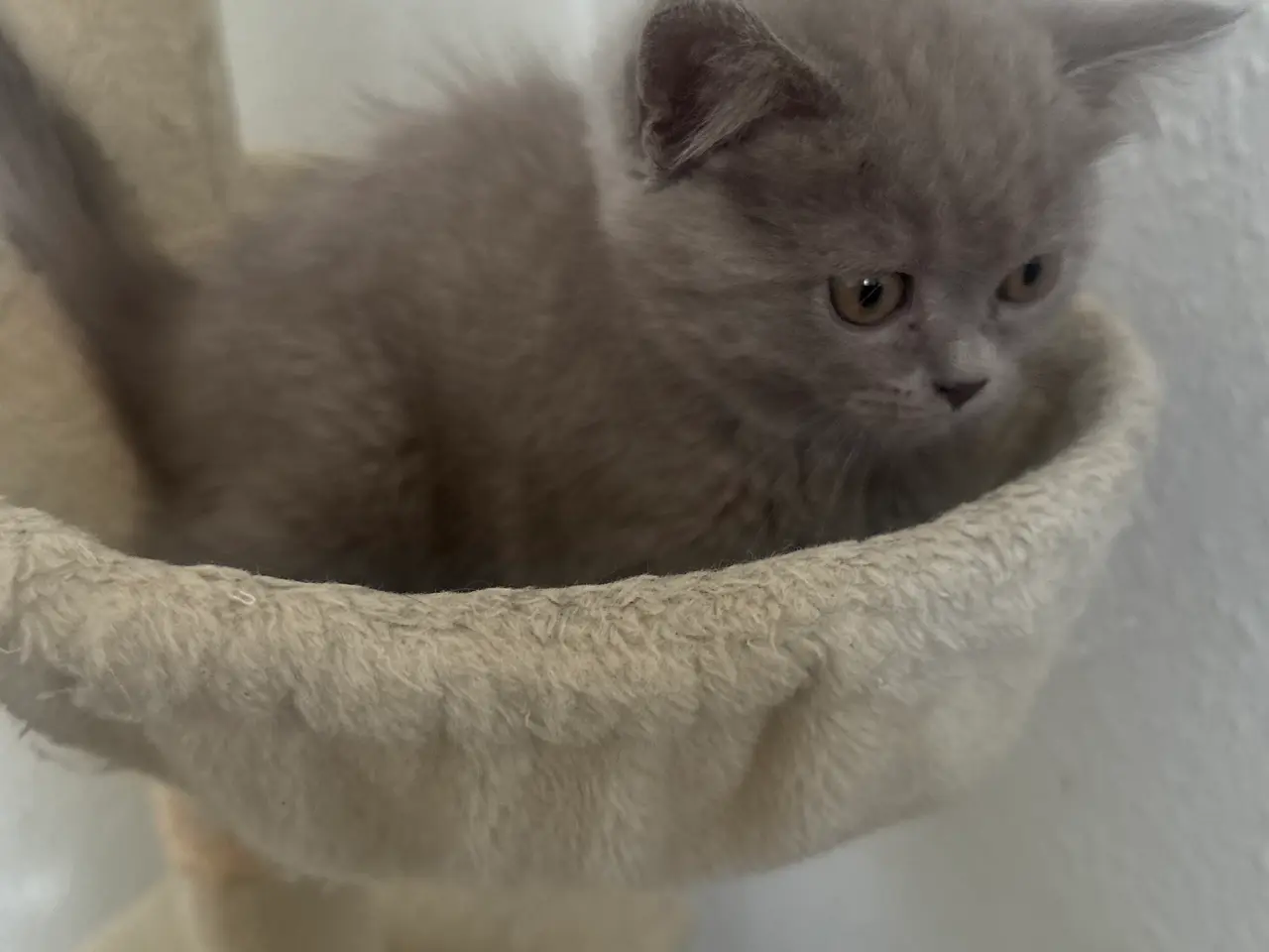 Billede 7 - British shorthair pige (Lilac)