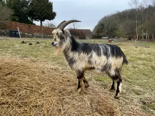 Dansk Landrace gedebuk